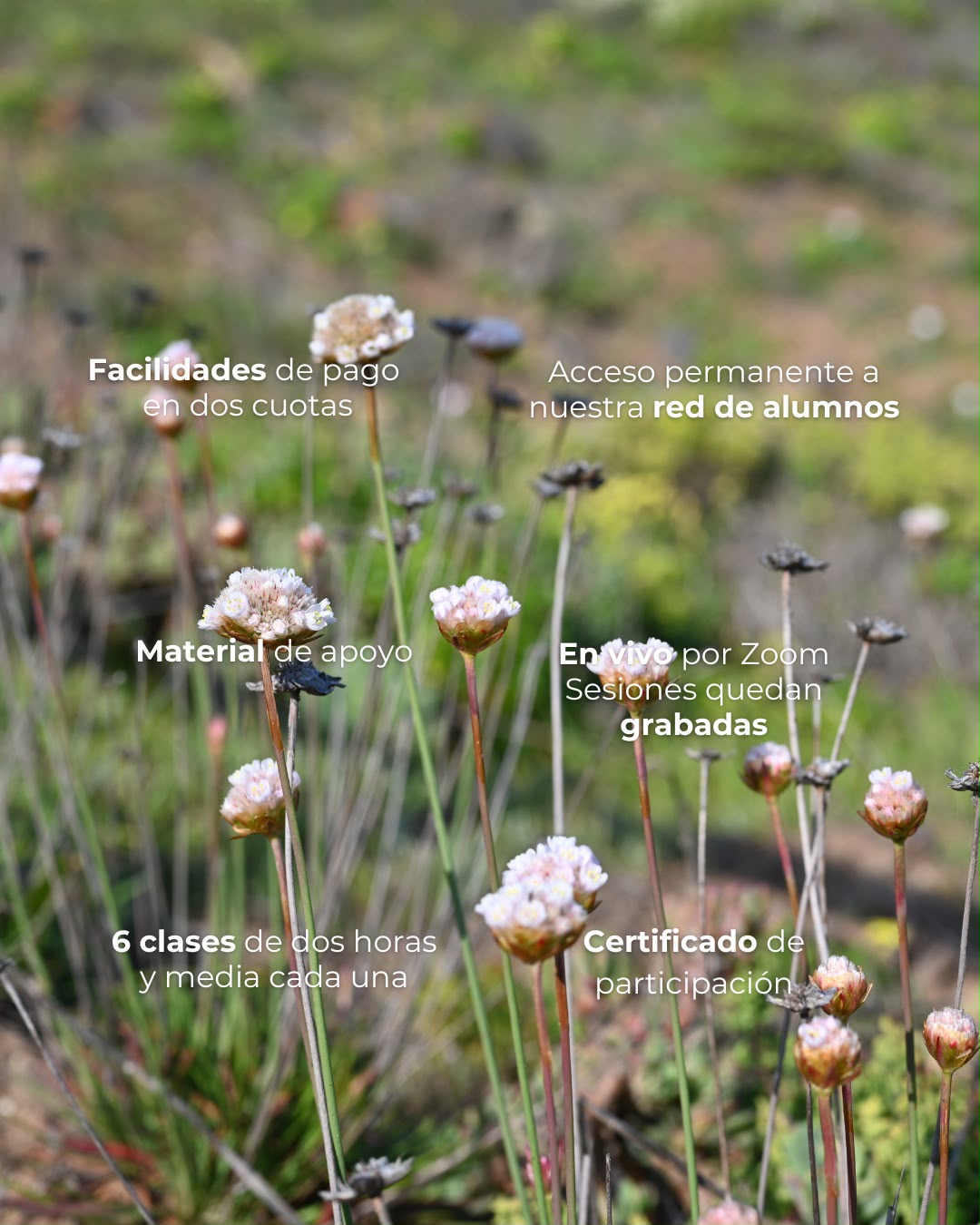 Curso de Paisajismo y Biodiversidad para Principiantes — Ola Paisajismo - Imagen 2